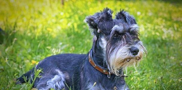 有哪些既便宜又易养活的大型犬品种？