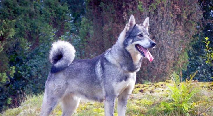 有哪些既便宜又易养活的大型犬品种？