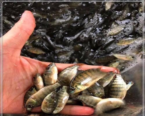 罗非鱼苗的最佳食物是什么？如何科学喂养以促进成长？