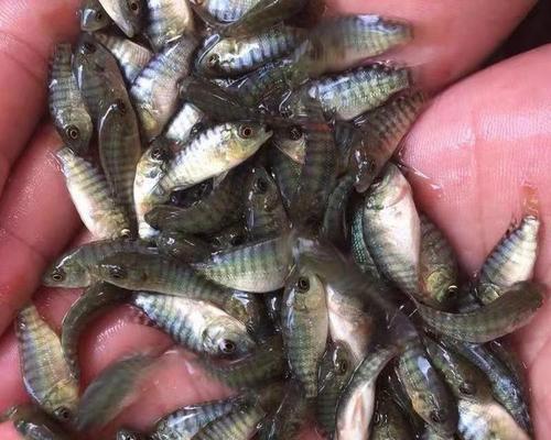 罗非鱼苗的最佳食物是什么？如何科学喂养以促进成长？