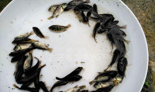 罗非鱼苗的最佳食物是什么？如何科学喂养以促进成长？