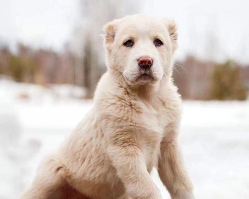 可爱冷门大型犬有哪些品种？有哪些不常见但可爱的大型犬品种？