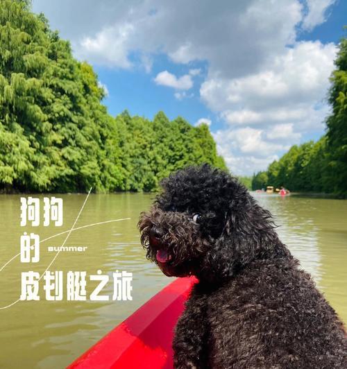 虎林捡狗泰迪的价格是多少？