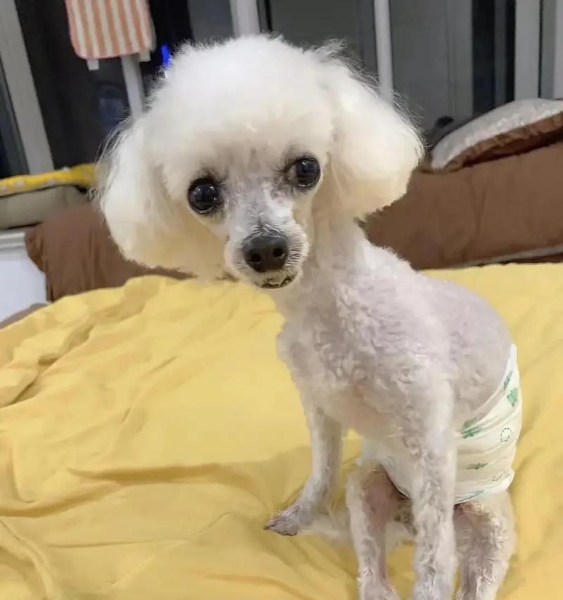 虎林捡狗泰迪的价格是多少？