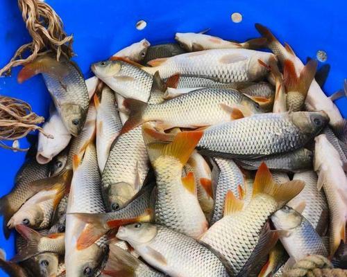 鲤鱼苗的正确喂食方法是什么？适合的食物有哪些？