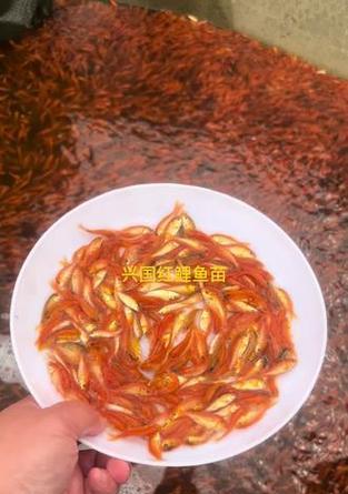 鲤鱼苗的正确喂食方法是什么？适合的食物有哪些？