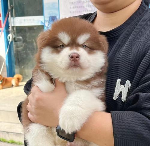 阿拉斯加做泰迪多少钱？阿拉斯加犬美容的费用和建议？