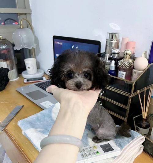 古交地区灰泰迪的寄养费用是多少？寄养泰迪的注意事项有哪些？