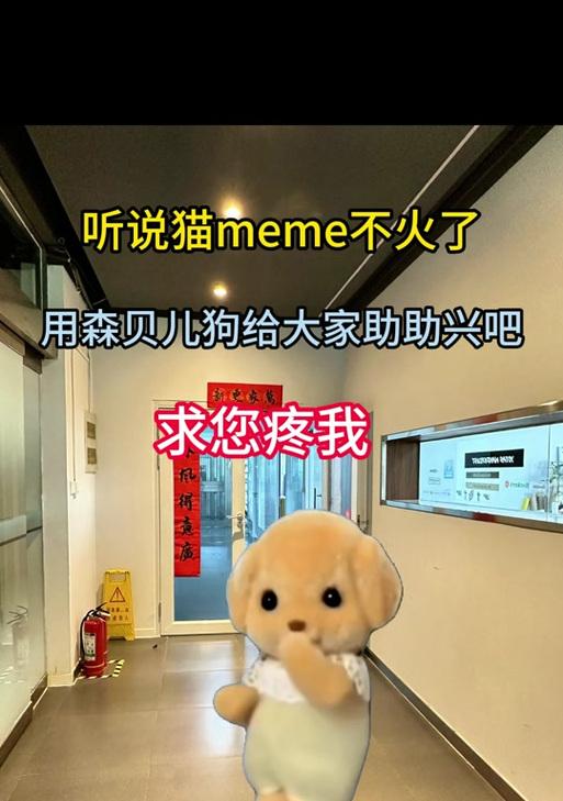 泰迪狗直立跳舞可能吗？价格是多少？