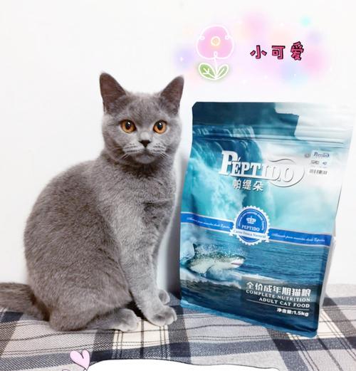 柴犬发情出血通常持续多久？期间需要特别注意什么？