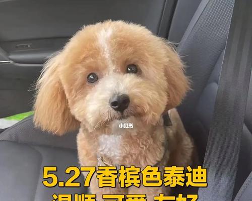 成都香槟泰迪价格是多少？