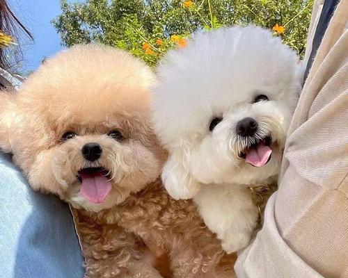 小型迷你泰迪犬价格是多少？购买时需要注意什么？
