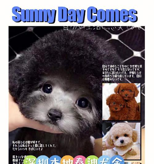 小型迷你泰迪犬价格是多少？购买时需要注意什么？