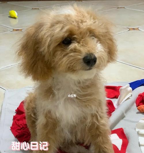 摩卡品种泰迪的价格是多少？购买摩卡泰迪需要注意什么？