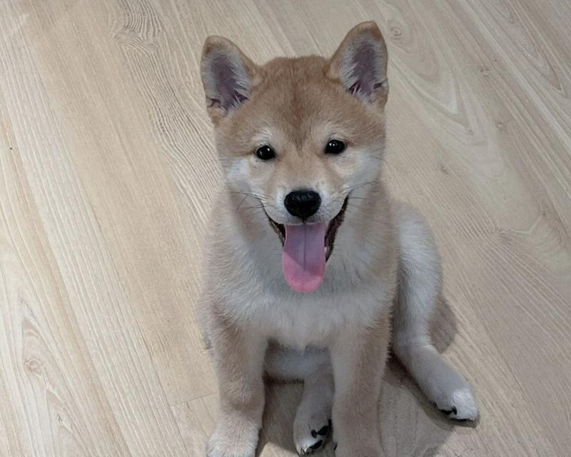 柴犬成年时体重能达到多少斤？如何控制柴犬的体重？