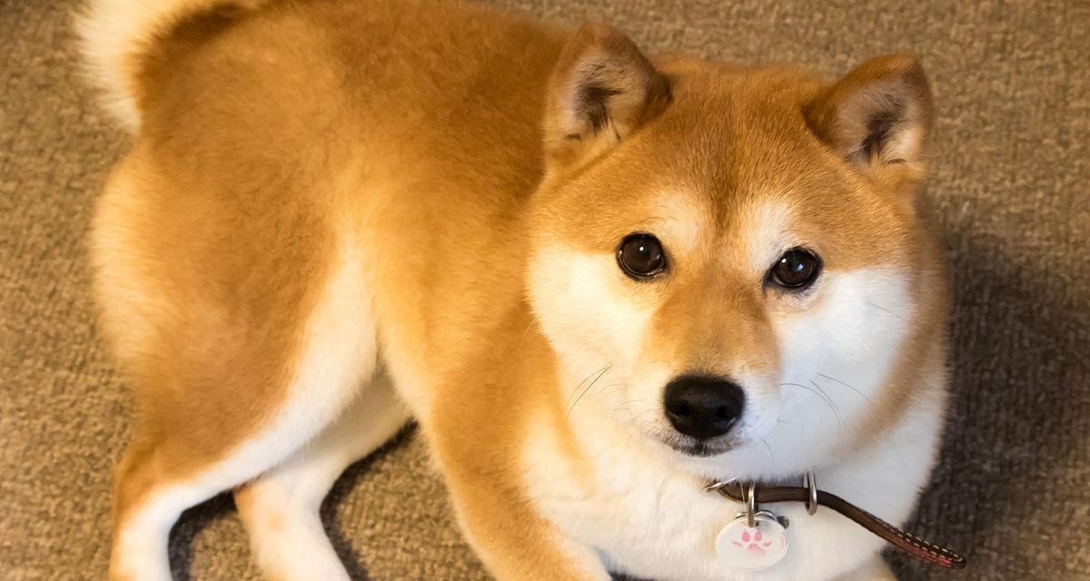 柴犬成年时体重能达到多少斤？如何控制柴犬的体重？