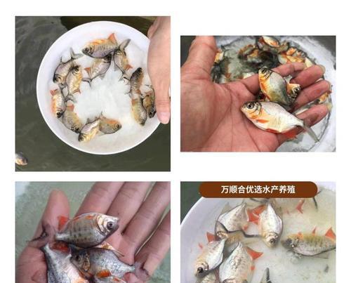 春季适合养殖哪些鱼苗？如何提高存活率？