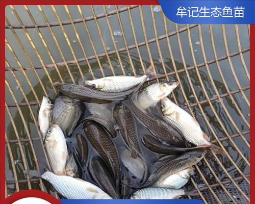 春季适合养殖哪些鱼苗？如何提高存活率？