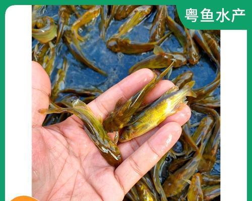 春季适合养殖哪些鱼苗？如何提高存活率？