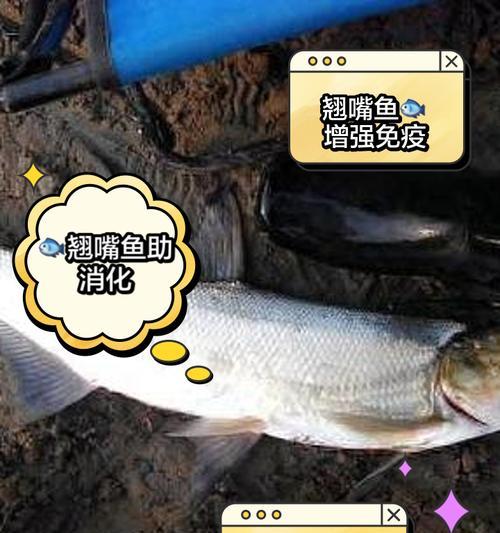 合肥翘嘴鱼苗的养殖类型是什么？翘嘴鱼苗的养殖要点有哪些？