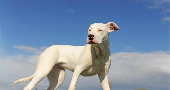 室外适合饲养哪些大型犬种？