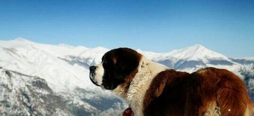 室外适合饲养哪些大型犬种？
