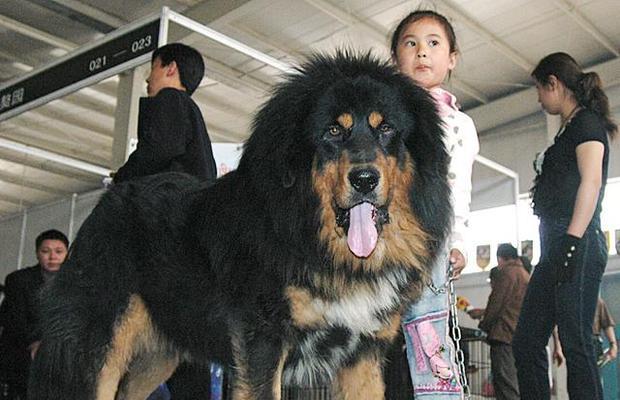 室外适合饲养哪些大型犬种？