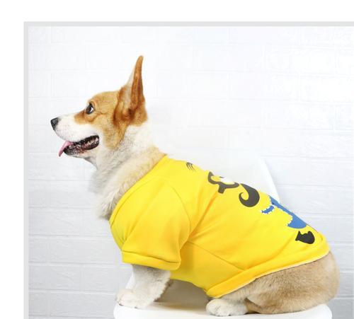 七斤重的泰迪犬衣服价格是多少？哪里可以购买到合适的尺寸？