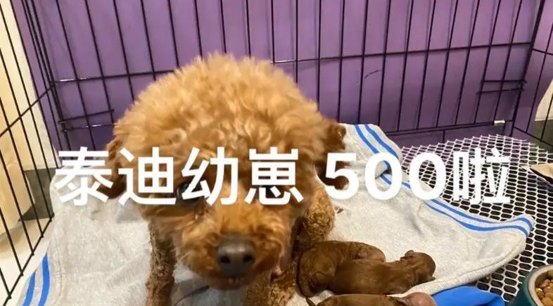 非纯种泰迪犬的市场价是多少？