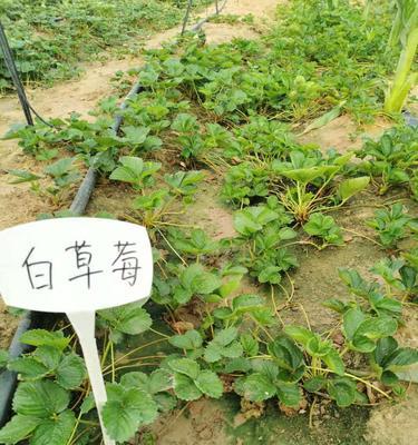 鲫鱼吃鱼苗导致死亡的原因是什么？如何避免这种情况？