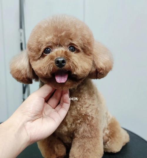 泰迪犬美容有哪些不同的造型？