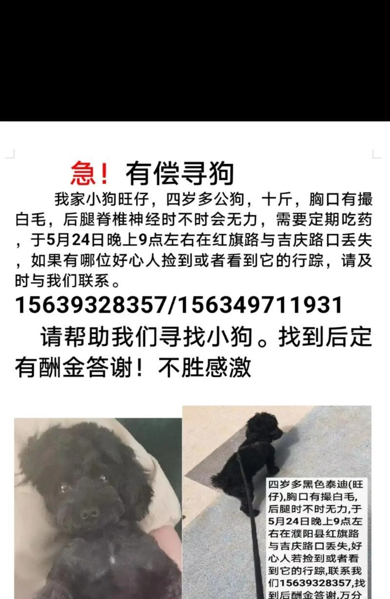 黑白毛泰迪的价格是多少？购买时应注意什么？