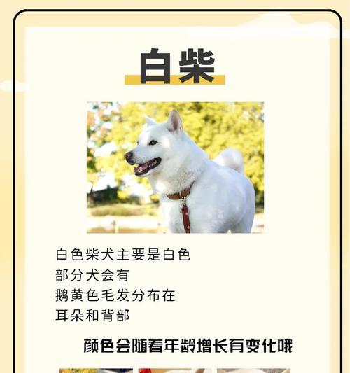 柴犬修毛造型的费用是多少？