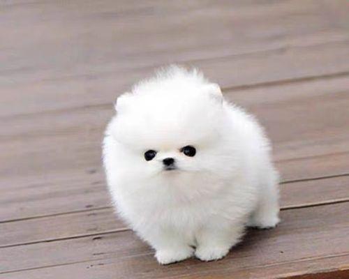 宽嘴小型犬有哪些品种？它们各自的特点是什么？
