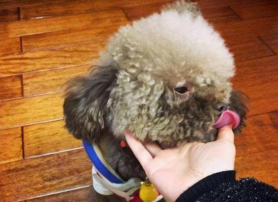 泰迪幼犬海拉尔能养吗多少钱？海拉尔地区养泰迪的费用和条件是什么？