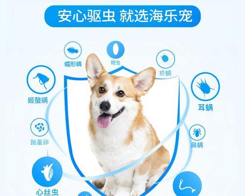 泰迪狗驱虫需要多长时间？驱虫的正确步骤和注意事项是什么？