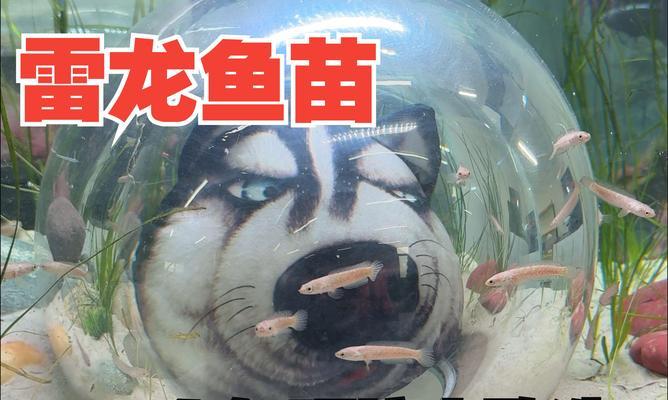 雷龙鱼苗为何会出现一半黑一半白的情况？这是正常现象吗？