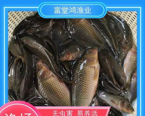 喂食的鱼苗拿什么消毒杀菌？鱼苗消毒杀菌的正确方法是什么？