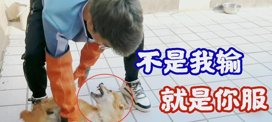 二手柴犬护食器的价格是多少？购买时应注意什么？