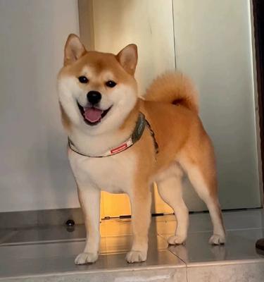柴犬在日本的价格是多少？购买一只柴犬需要考虑哪些因素？