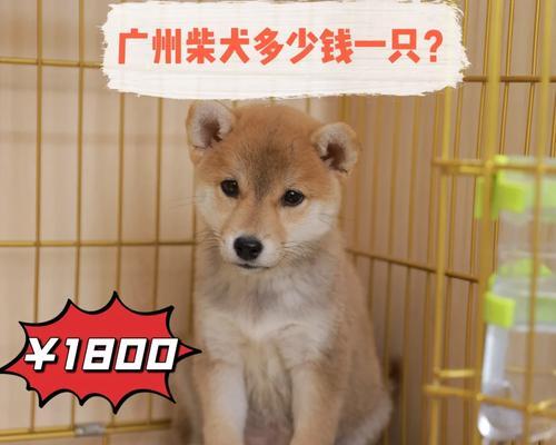柴犬在日本的价格是多少？购买一只柴犬需要考虑哪些因素？