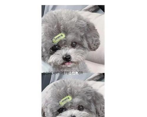 义乌捡到一只灰色泰迪多少钱？如何合理评估捡到的泰迪的价值？