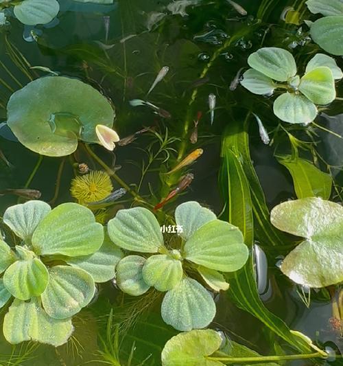 鱼苗粪便发黑应该怎么办？需要使用什么药物？
