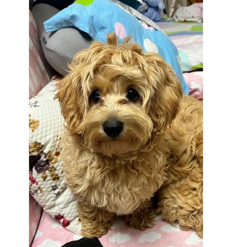 泰迪剃毛后一个月能长多少毛发？剃毛对泰迪有何影响？