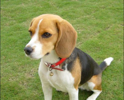 中国常见小型犬的品种有哪些？如何挑选适合自己的小型犬？