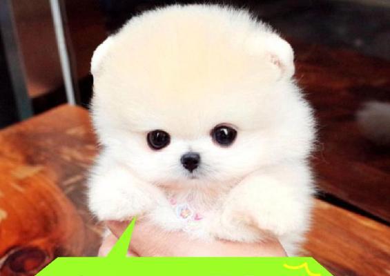 中国常见小型犬的品种有哪些？如何挑选适合自己的小型犬？