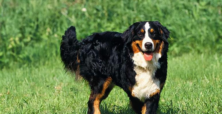 家养推荐的大型犬有哪些？这些犬种适合家庭吗？