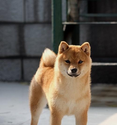 给狗配崽多少钱柴犬？配种的流程和费用如何？