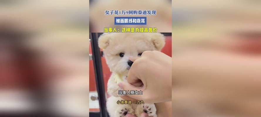 姜堰领养泰迪多少钱啊一只？领养泰迪需要满足哪些条件？