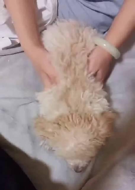 小泰迪神经检查的费用是多少？如何保证检查的准确性？